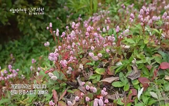 다큐 인사이트 - KBS인생정원 - 붉은 매화가 피면] 봄이면 가장 먼저, 그리고 가장 붉게 피어나는 강인한 소성의 매화.ts_20220818_202139.543.jpg