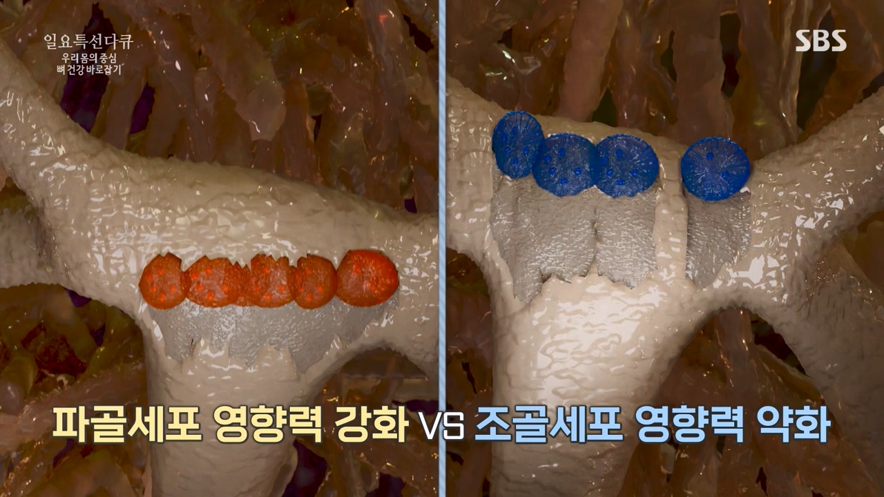 일요특선 다큐멘터리.E339.240205p-NEXT.mp4_20240206_205056.866.jpg