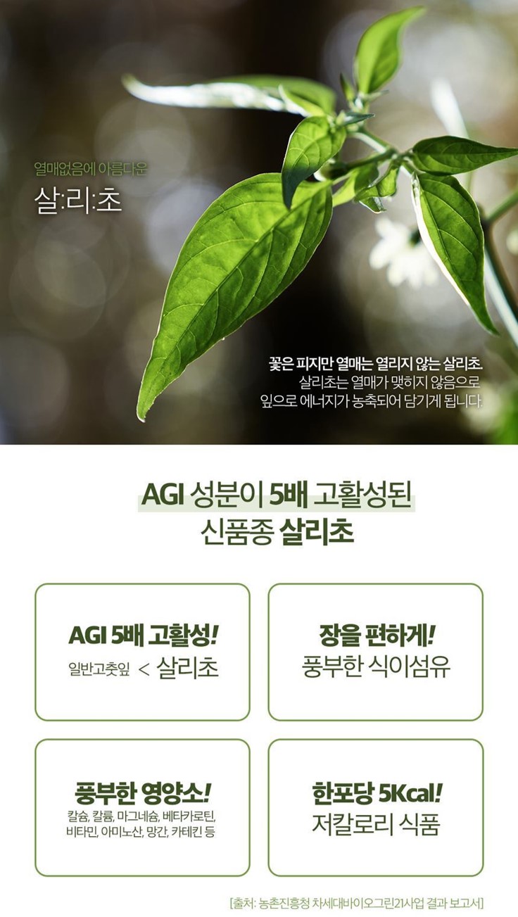 살리초고추잎