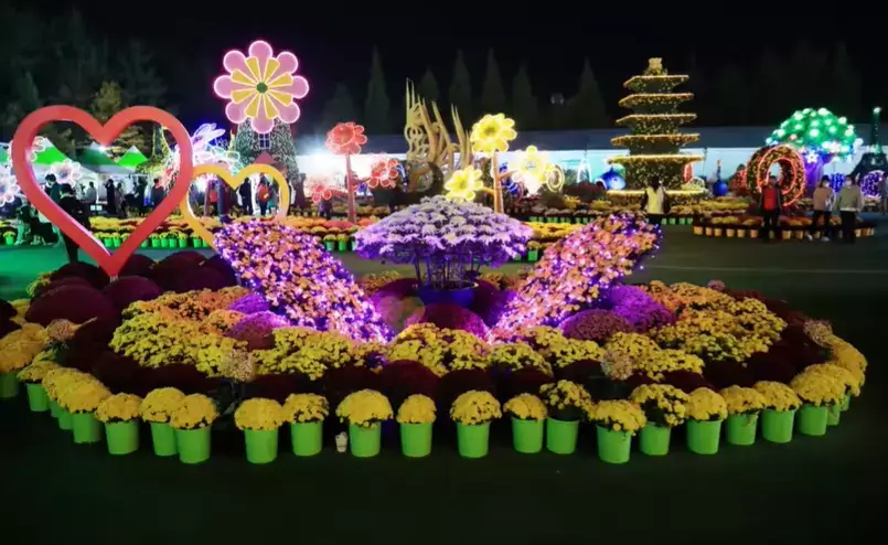 천만송이 국화축제 야간 경관