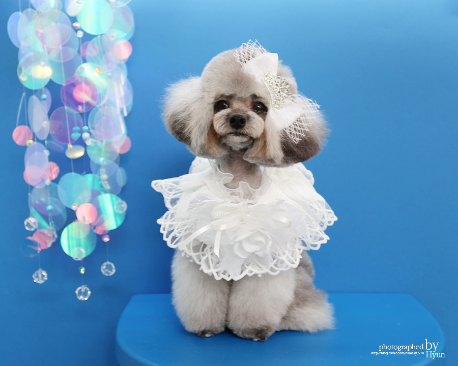 ::모델이 되어도 좋아! 실버푸들 마리 미용 21