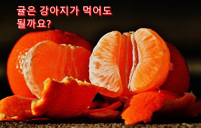  개는 귤이나 자몽을 먹어도 괜찮아? 얇은 껍질이나 씨도 먹어도 돼?