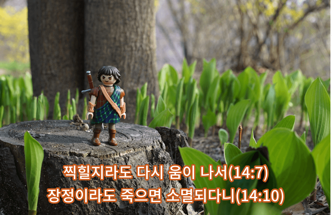 매일성경 &#124; 욥기 13장 20절 - 14정 22절 &#124; 고통 중에 죽음과 부활을 바라보는 욥