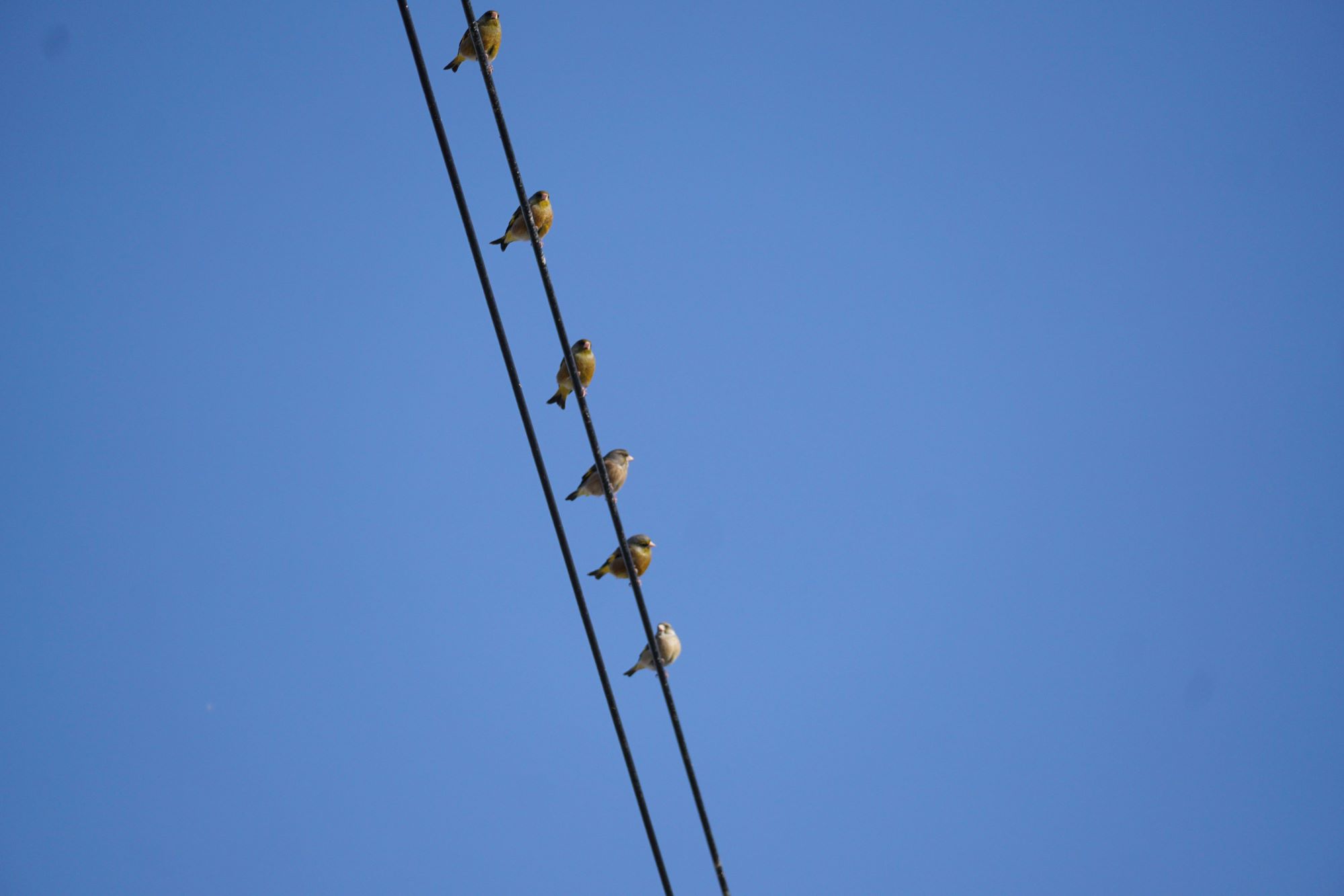 파란 하늘&#44; 올려다 본 사진&#44; 전깃줄에 앉은 작은 새 6마리&#44; 새들의 부리&#44; 목과 배만 보이는 사진&#44;