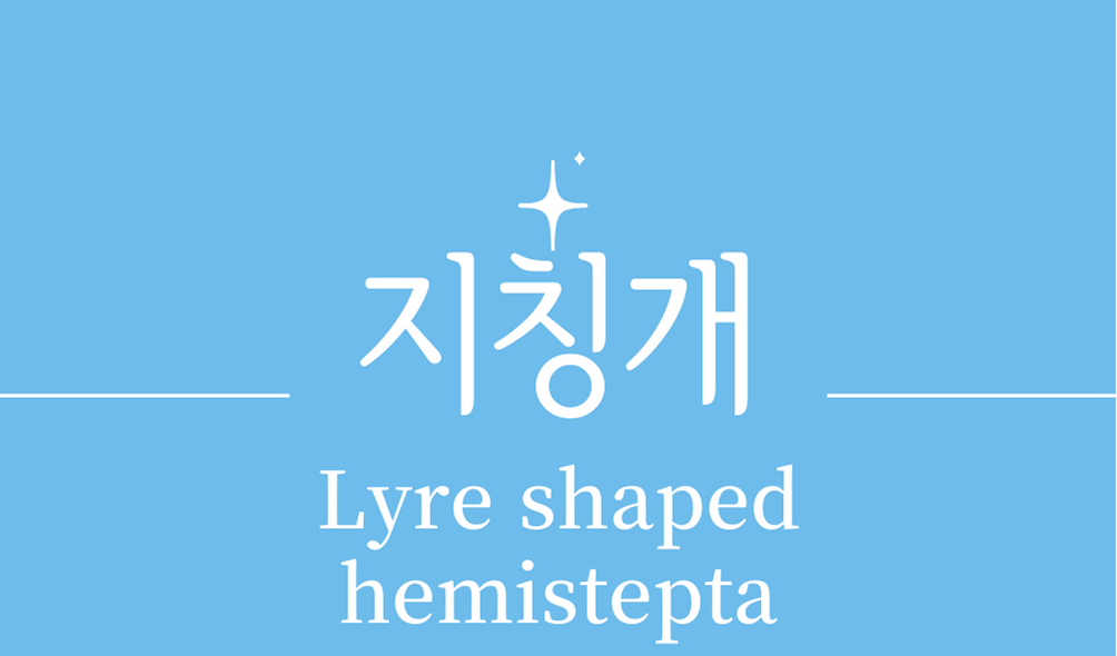 &#39;지칭개(Lyre shaped hemistepta)&#39;