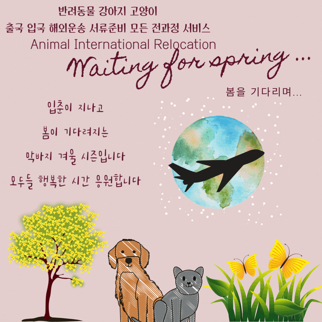  미국 시카고 에서 고양이 한국으로 입국후 광견병 항체검사 고양이검역 인천동물계류장 서비스 고양이검역 고양이픽업 고양이해외입국 고양이해외출국 강아지 고양이 반려묘 해외운송  Dog C..