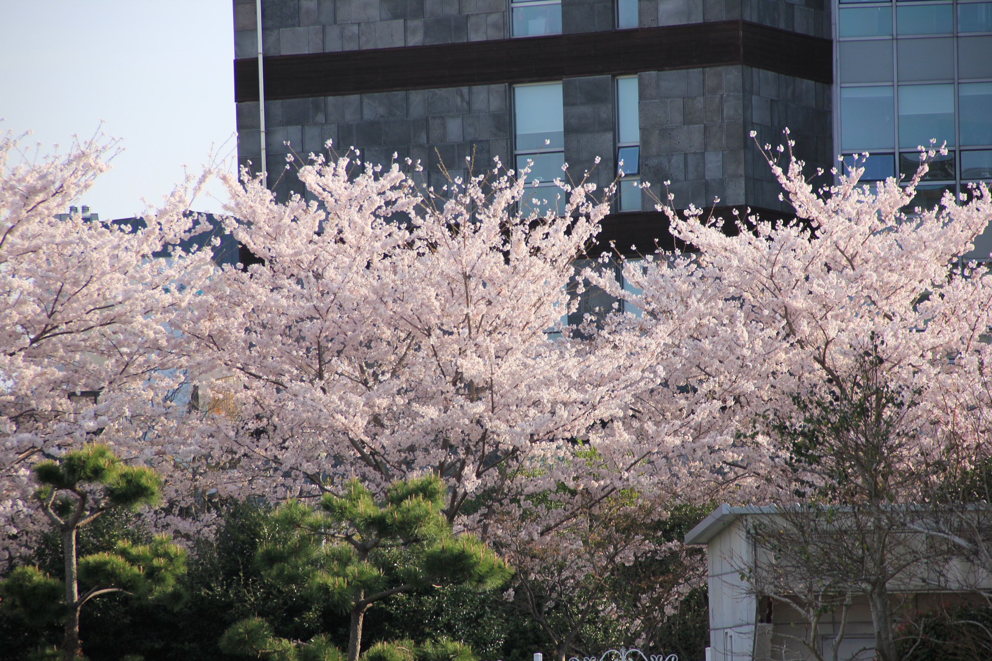 빌딩과 벚꽃