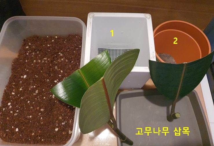 고무나무 삽목