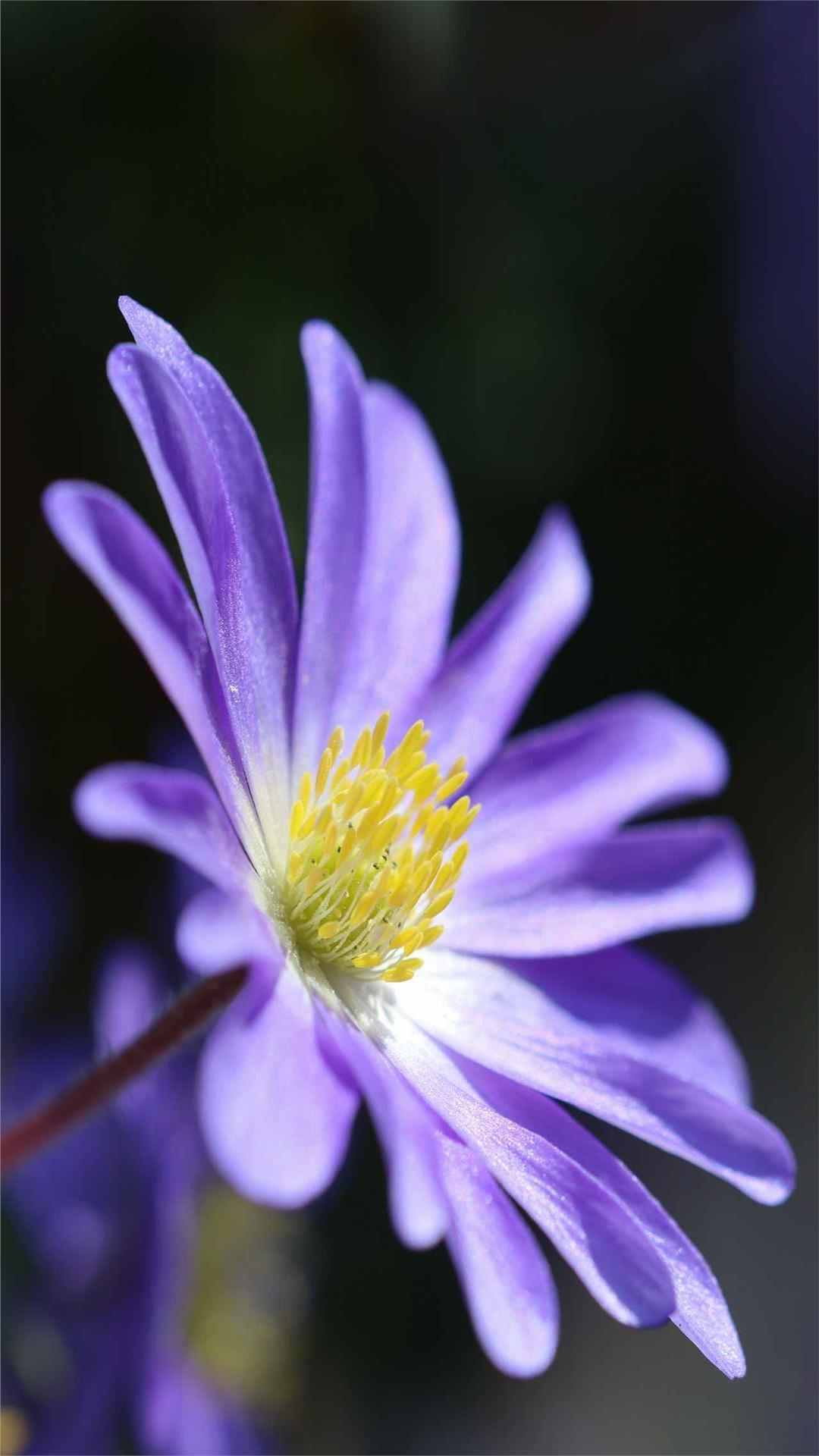 Anemone Flower iPhone Wallpaper