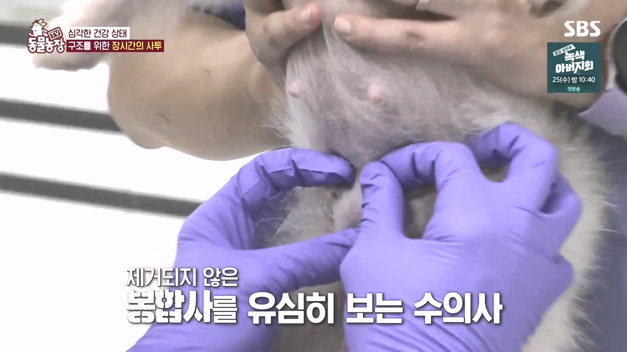 TV 동물농장.E1142.231023p-NEXT.mp4_20231022_172815.401.jpg