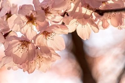 2024 벚꽃 개화시기 및 지역 별 벚꽃 명소