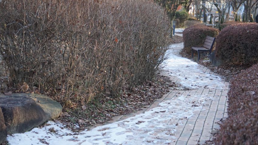 좌 우에 잡목 회양목 사이로 S자형의 산책로, 하얀 잔설,