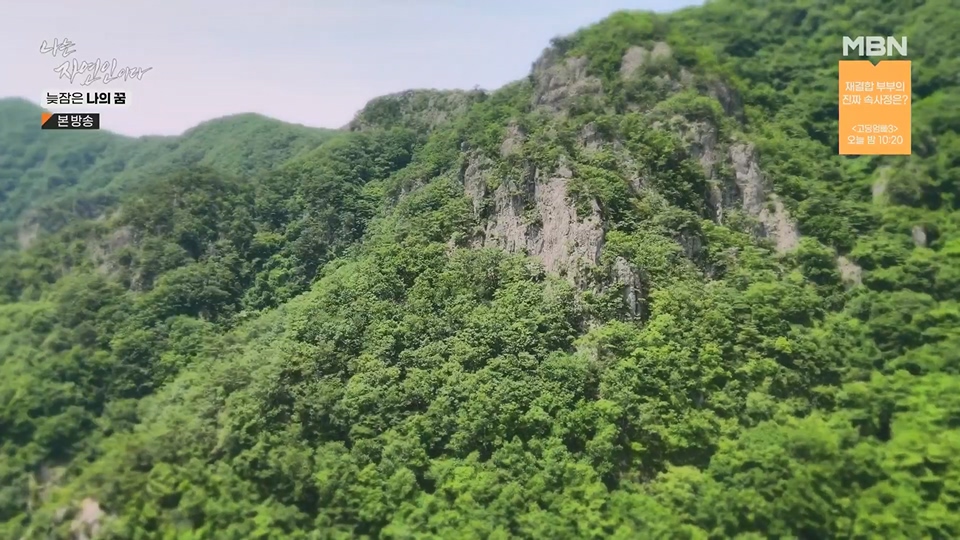 나는 자연인이다.E561.230705p.H264-F1RST.mp4_20230706_213030.423.jpg