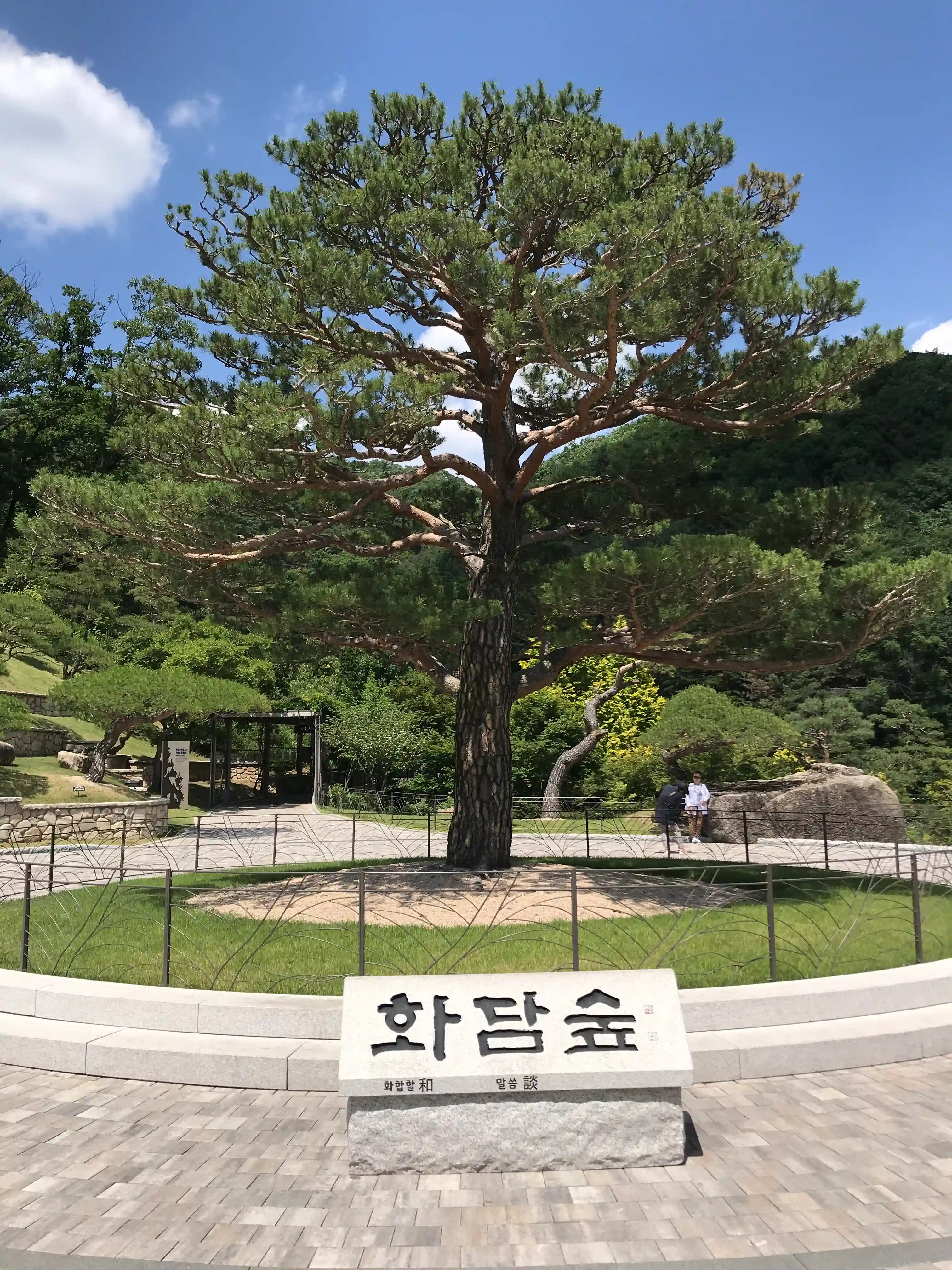 화담숲 입구에 화담숲을 상징하는 커다란 소나무가 한 그루가 서있는 전경을 담은 사진.