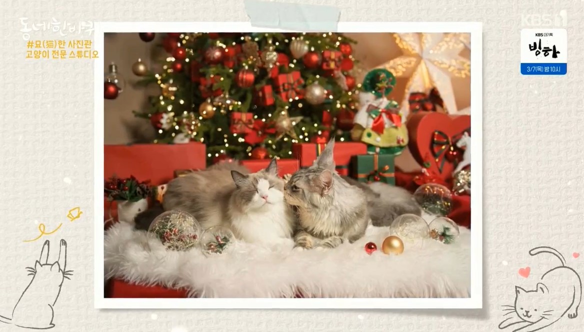 고양이사진관 아워플래닛 스튜디오 크리스마스 컨샙의 고양이 반려묘 촬영장면