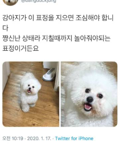  강아지가 이 표정을 지으면