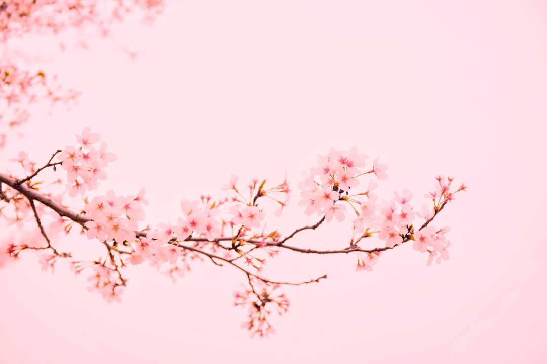 Cherry blossom.