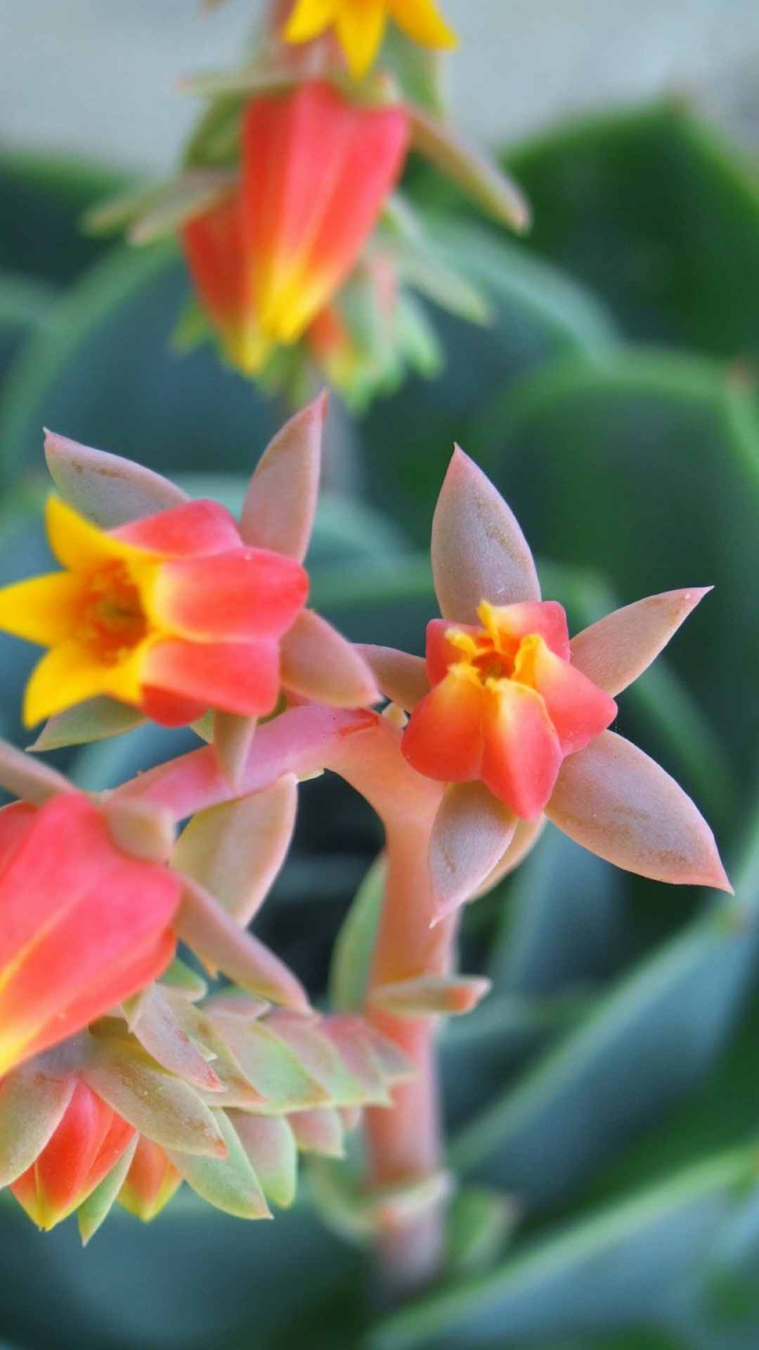 Cactus Flower iPhone Wallpaper