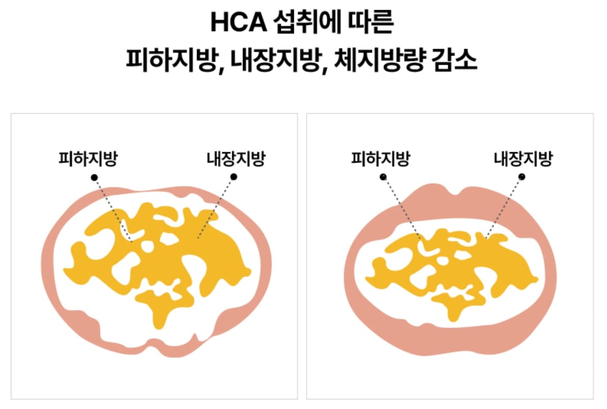 파란통 다이어트 맨올로지컷 가르시니아 추출물에 따른 피하지방 내장지방 체지방량 감소