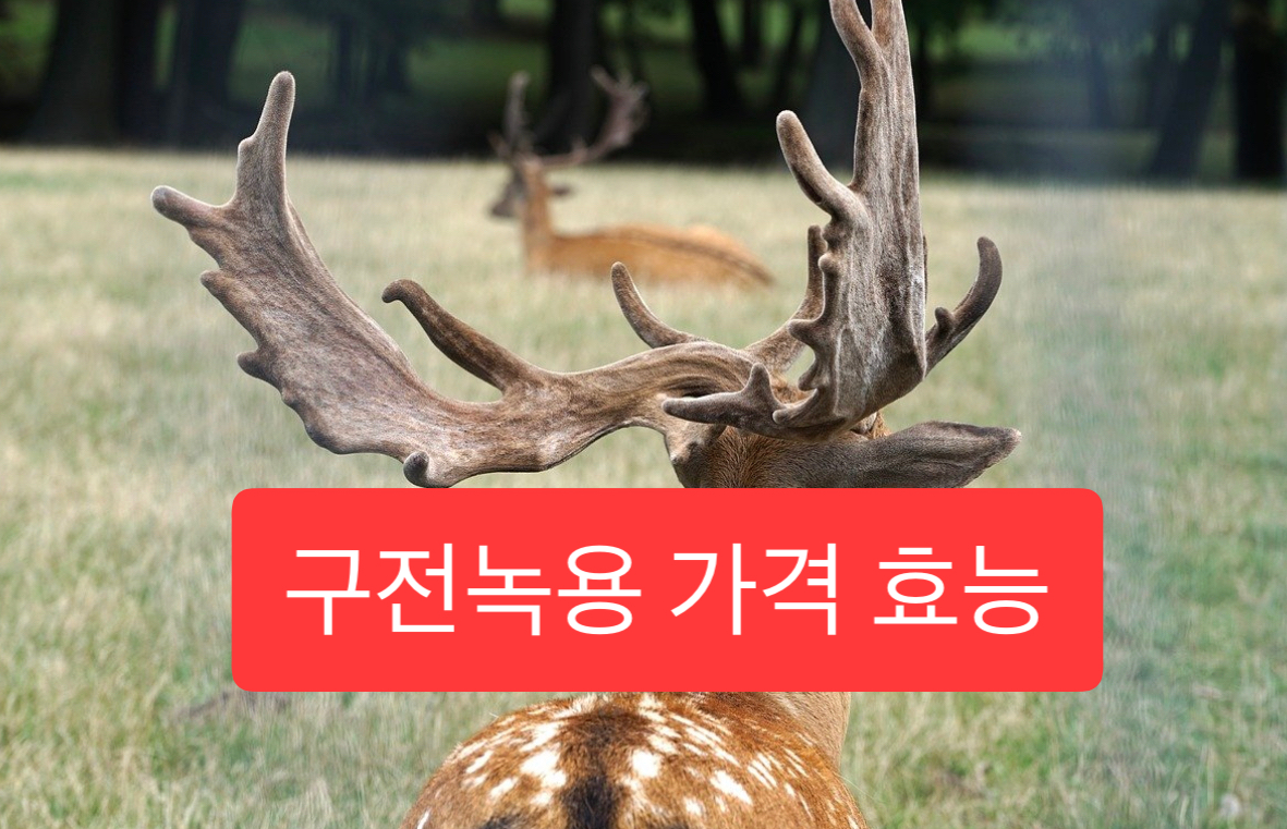  구전녹용 가격 효능