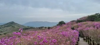 비슬산 참꽃축제 등산코스 맛집_24