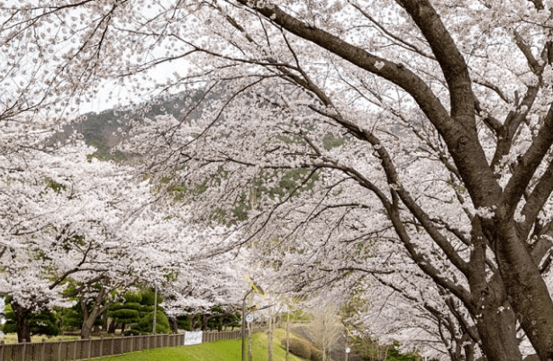 삼랑진 안태 공원