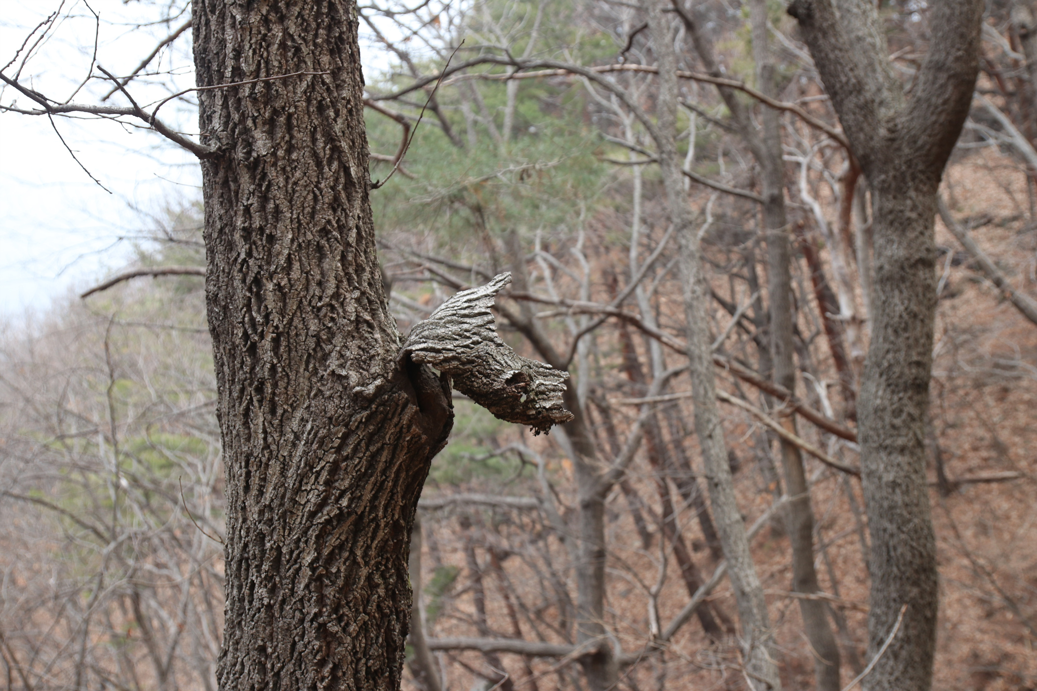 경남 의령군 국사봉 05 54