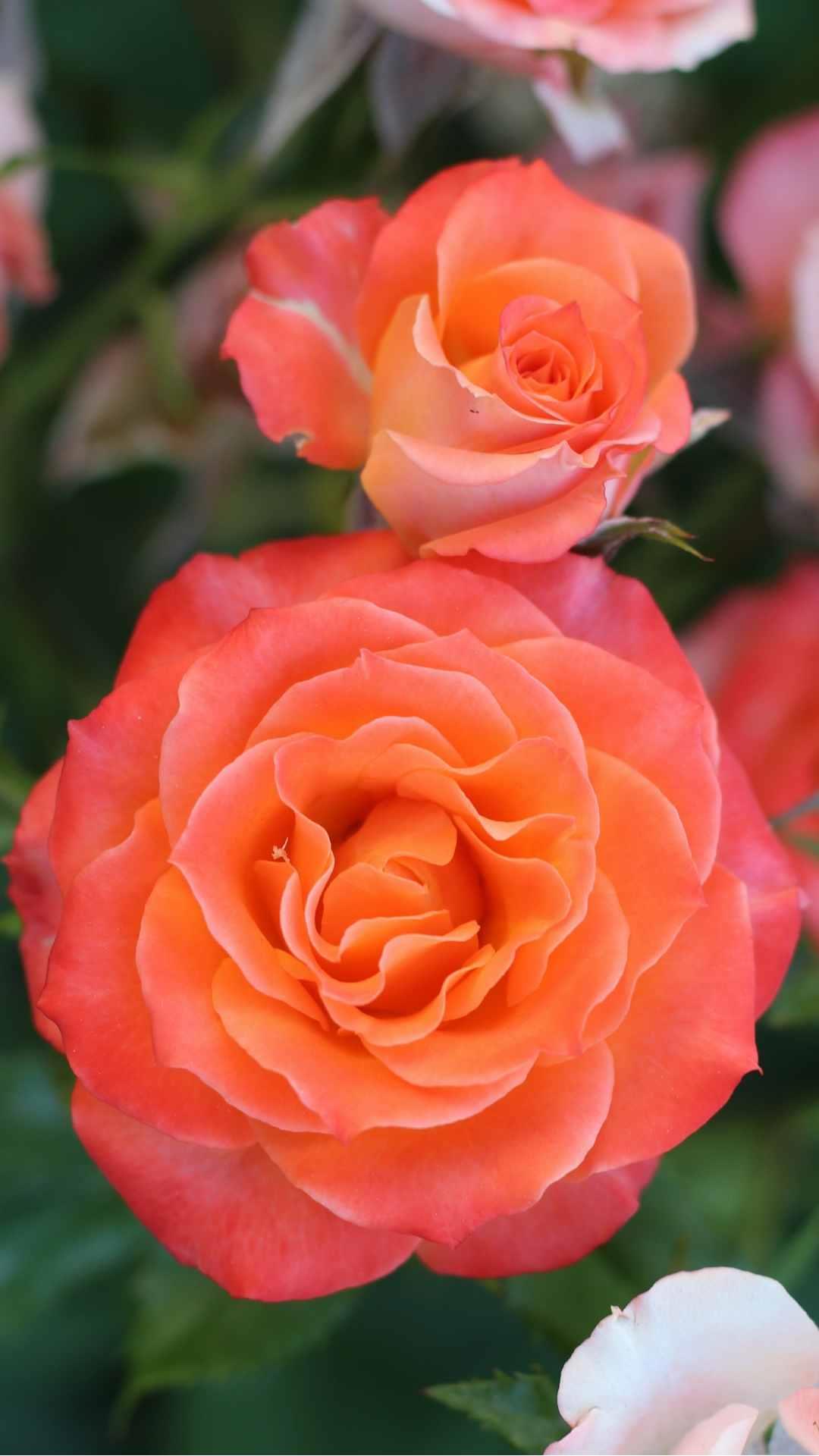 Rose Flower iPhone Wallpaper