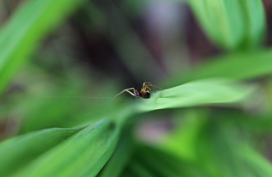 spider