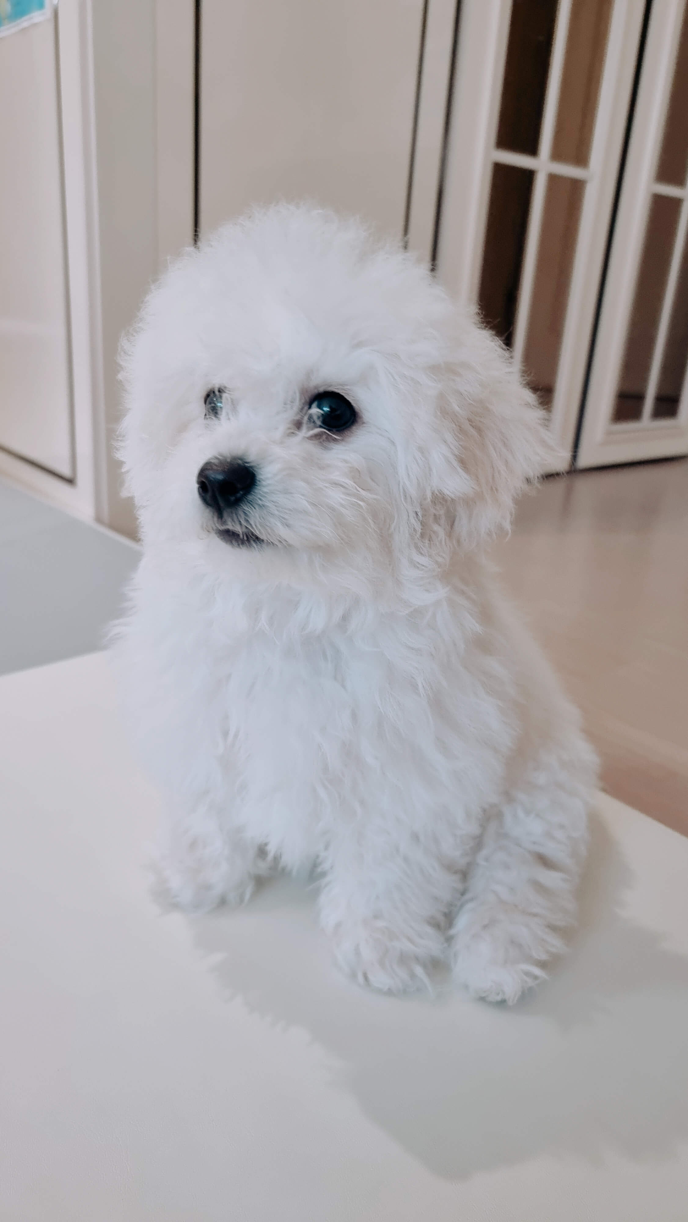  강아지 예방접종 비숑 분양 후 동물병원 접종비용