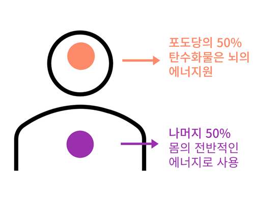 탄수화물-몸-작동-설명