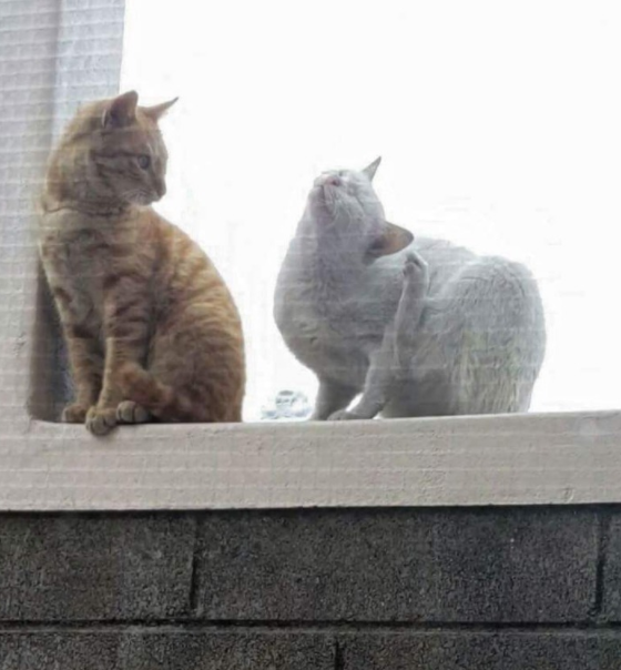  고양이 부부의 뽑호