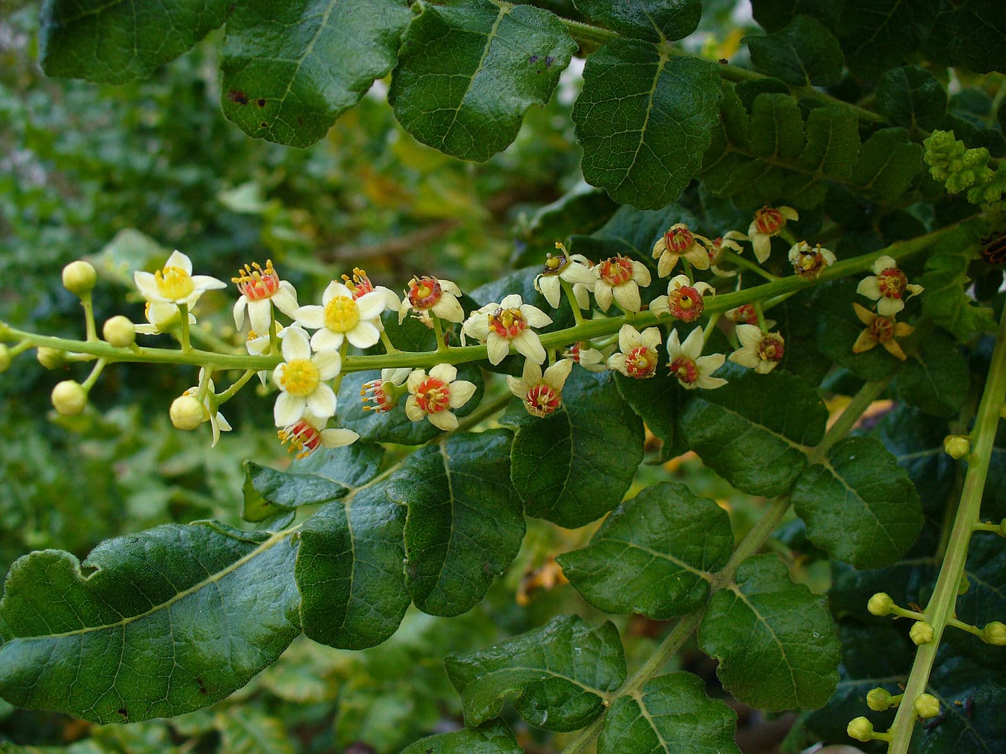 보스웰리아 잎과 꽃