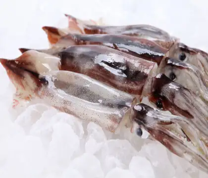 수산대전-오징어설할인