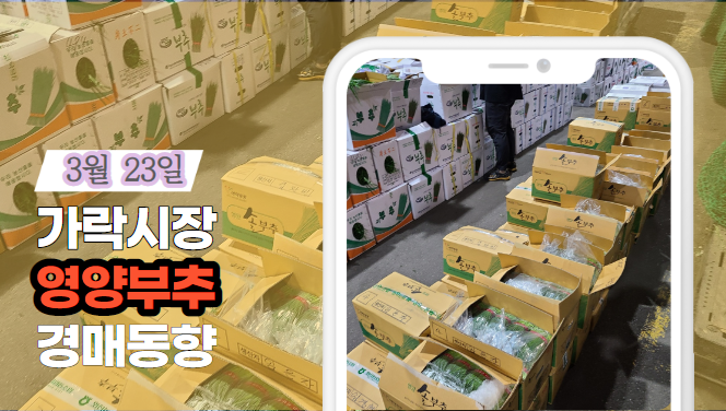  [경매사 일일보고] 3월 23일자 가락시장 영양부추 경매동향을 살펴보겠습니다!
