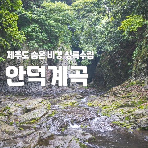  제주도 숨은비경 상록수림 "안덕계곡"