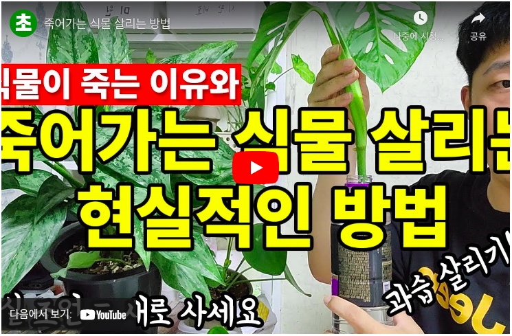  식물 죽는 이유와 대처방법 키울 때 하지 말아야 할 행동 535