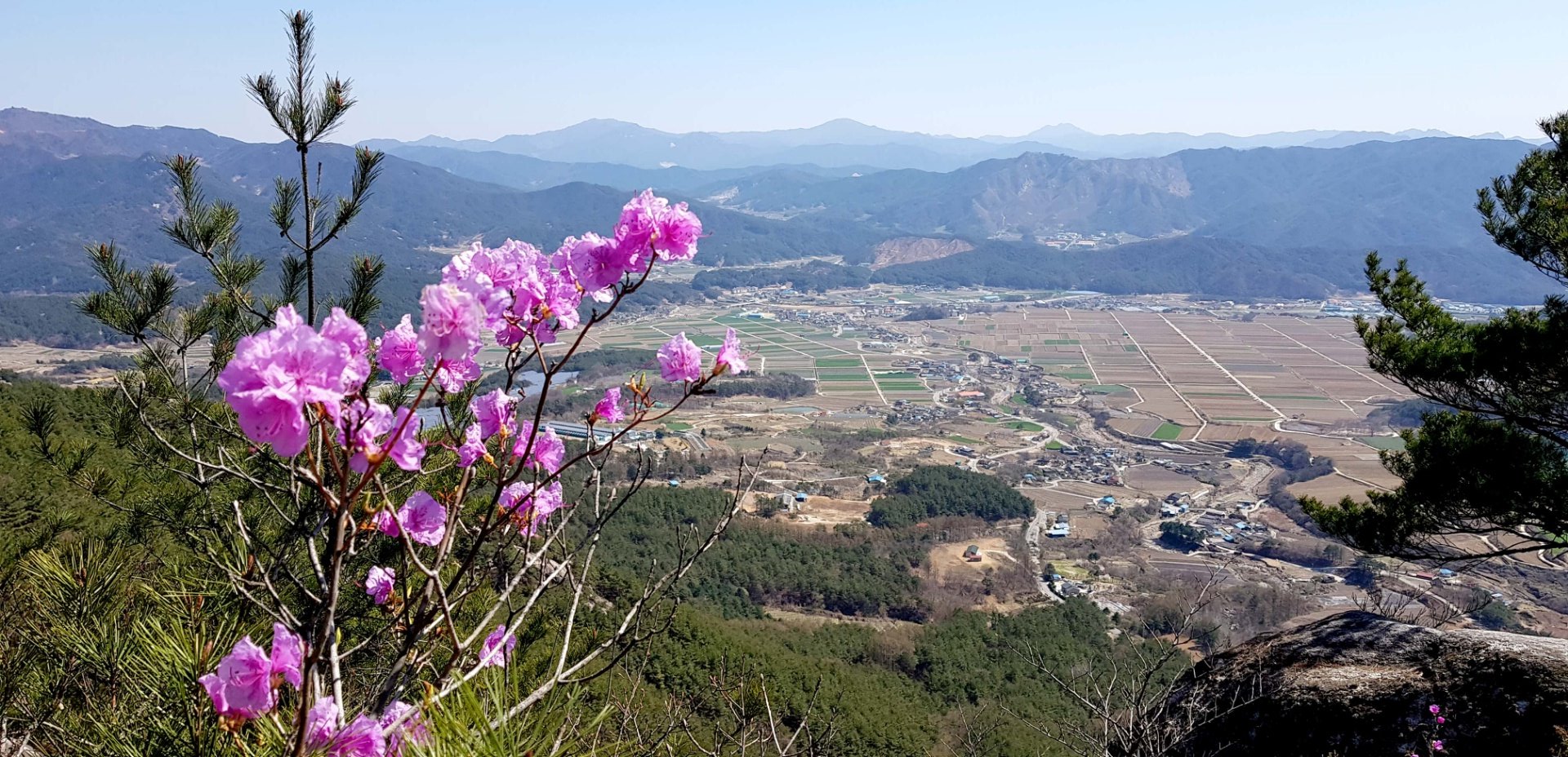 거창 현성산 진달래