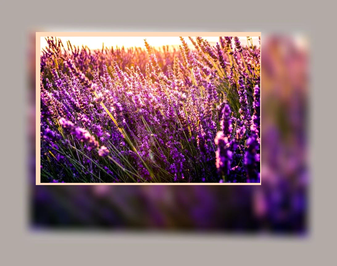 라벤더 오일 효능_1_subsection