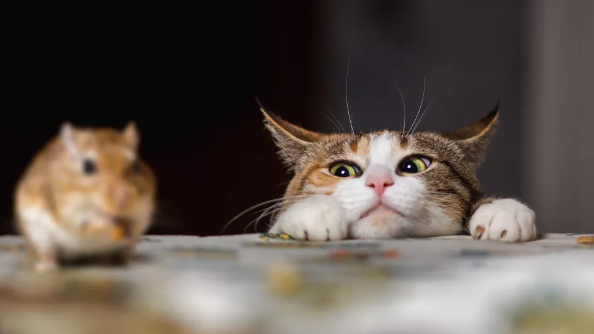 조리대에서 쥐를 지켜보는 고양이(이미지 출처: Shutterstock)