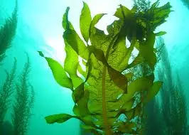  미역(Wakame) 건강한 식단의 필수 아이템, 그 이유는?