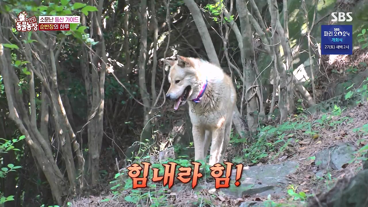 TV 동물농장.E1181.240722p-NEXT.mp4_20240721_165544.485.jpg