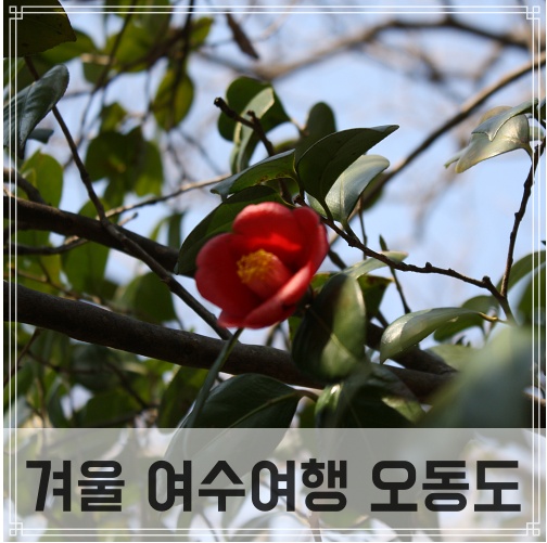  여수여행 오동도 동백꽃 분수대