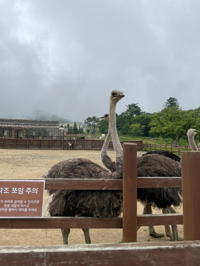 삼양목장 타조
