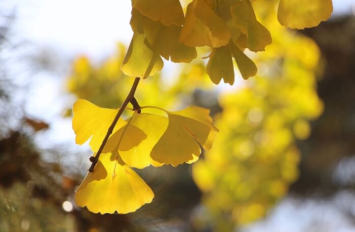 나무에 달려있는 노란 은행잎들