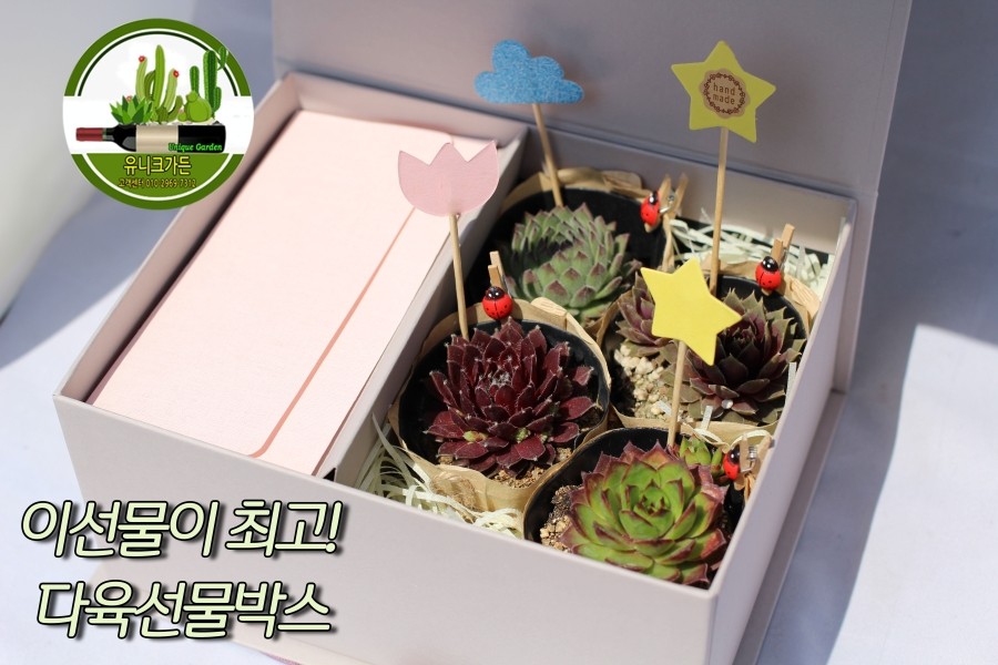  이선물이 최고  다육이용돈박스