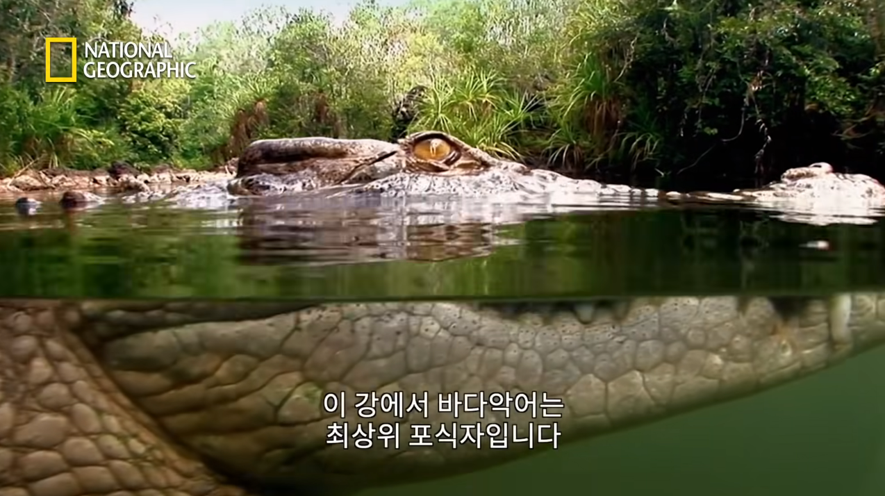  초식 동물이 잡아먹히고 야수들이 살을 찌우는 시기가 지금이다 #159