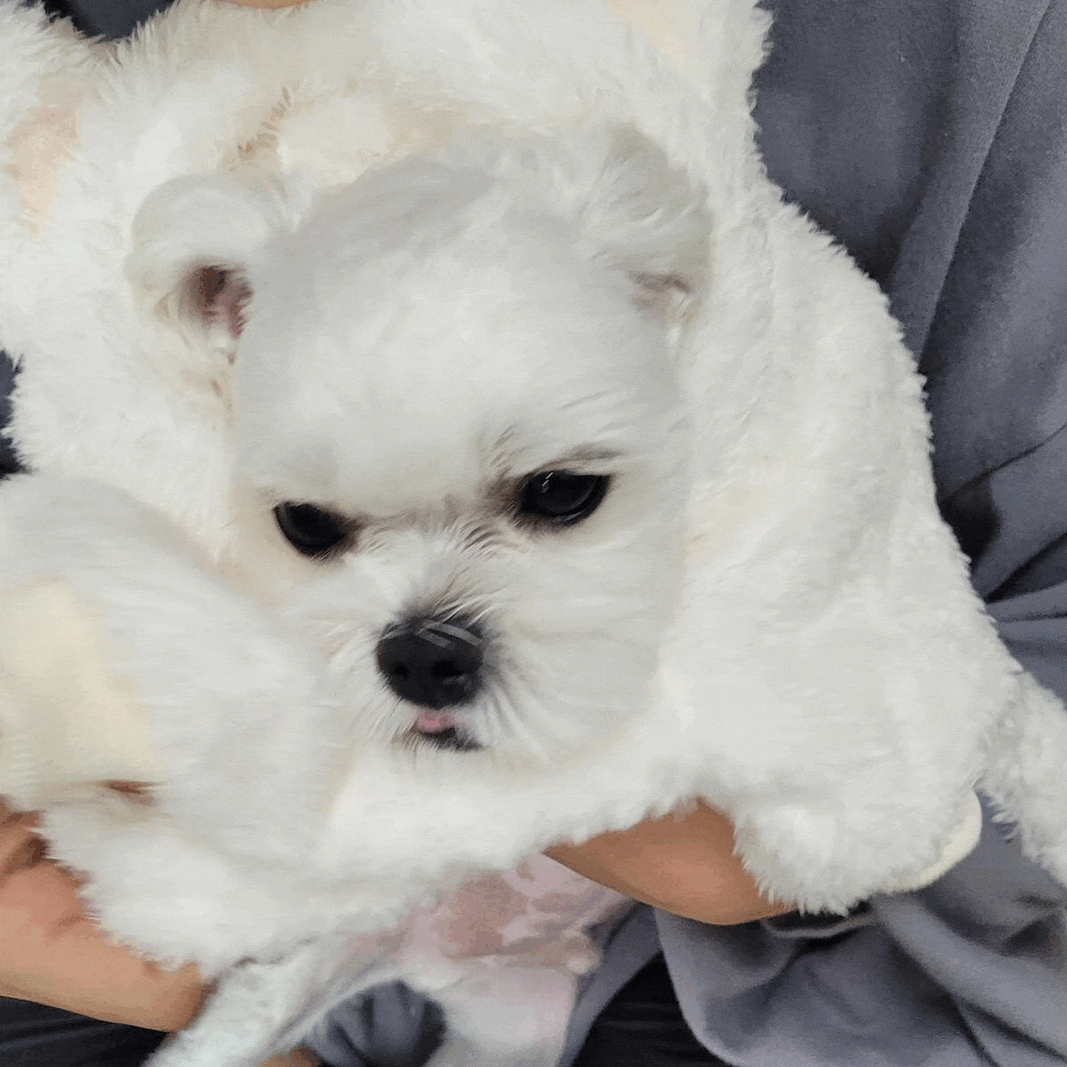 강아지 후드티 입는 모습