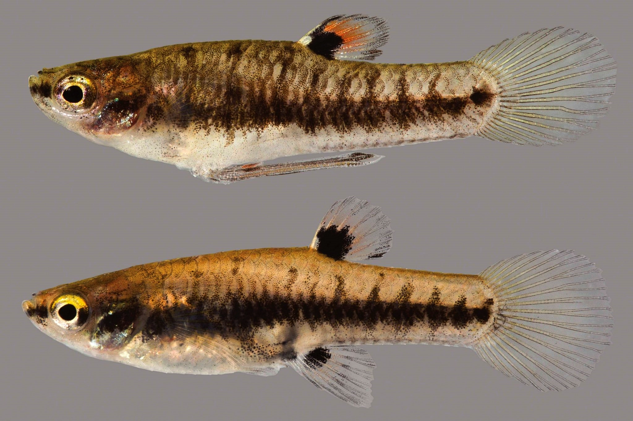  북미 소형어 '포모사 송사리(Least Killifish)' 정보