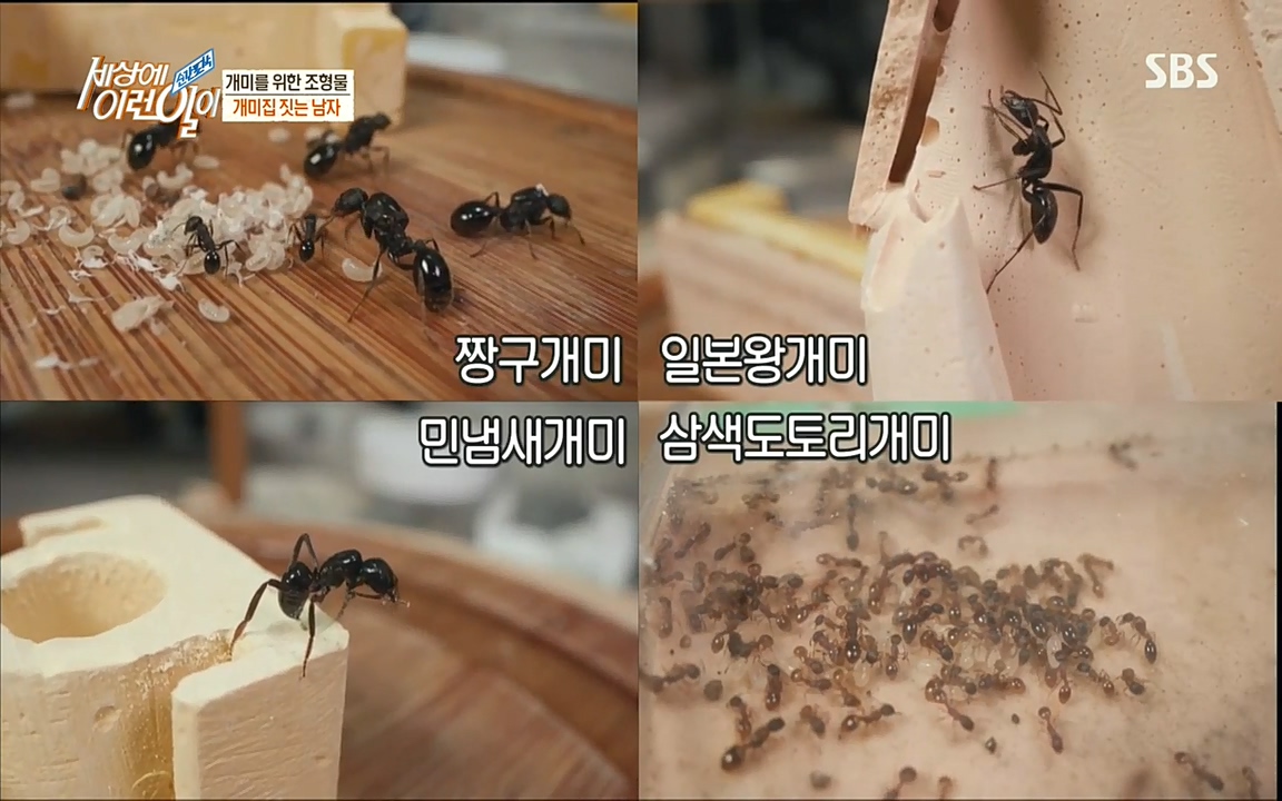 순간포착 세상에 이런일이.E1193.220816.H265p-BULDU.mp4_20220817_202751.461.jpg